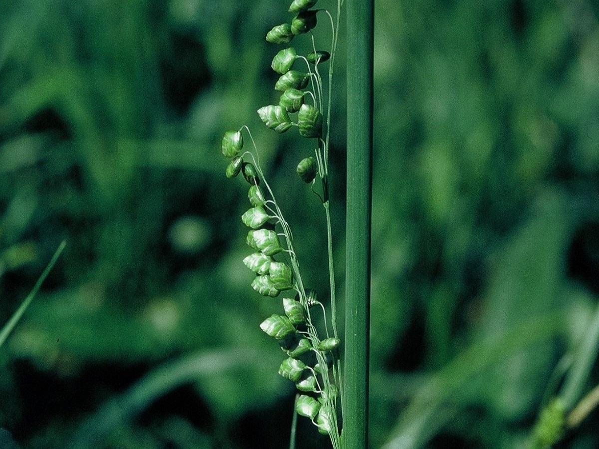 Briza media subsp. media (Poaceae)